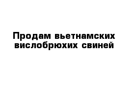 Продам вьетнамских вислобрюхих свиней